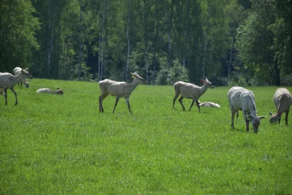 Harmony in Nature with Grazing Deer