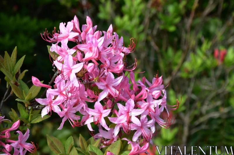 Blooming Pink Azaleas Free Stock Photo