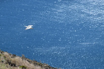 Seagull and Ocean