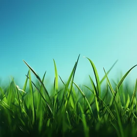 Fresh Grass Blades Under Azure Sky