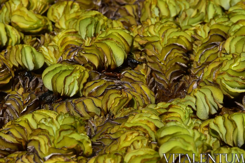 PHOTO Textured Green Foliage Close-up