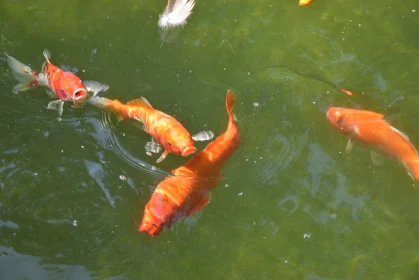 Graceful Koi in Sunny Pond