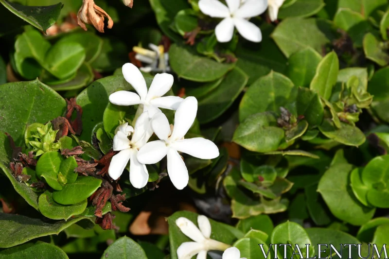 PHOTO Serene White Blossoms