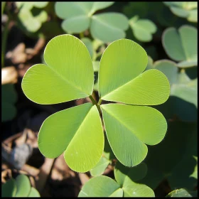 Detailed Close-Up of Clover Leaves