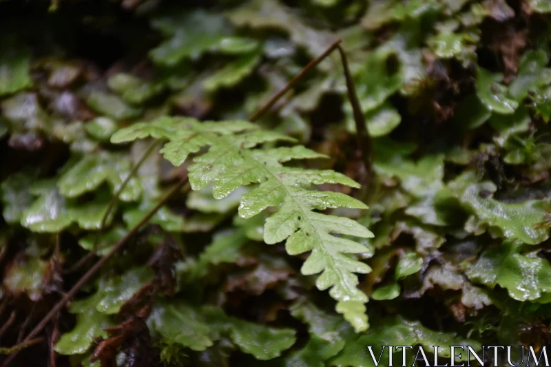 Serene Fern in Damp Woodland Free Stock Photo