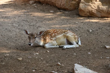 Peaceful Deer Among Rocks