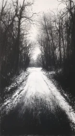 Winter Path Through the Forest