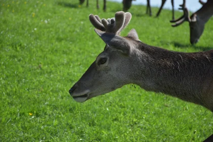 Grazing Deer in Green Field