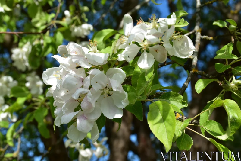 Blooming Apple Tree Branch Free Stock Photo