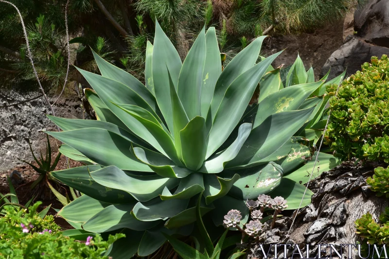 PHOTO Agave with Spiky Leaves in Garden