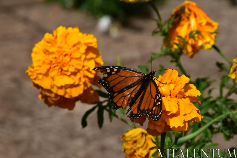 PHOTO Monarch and Marigold Harmony