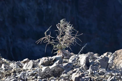 Resilient Flora Amidst Arid Terrain