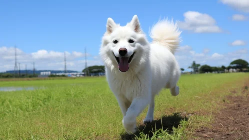 Energetic White Dog Running in Grassy Field under Blue Sky