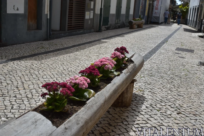 Portuguese Street Flora Free Stock Photo