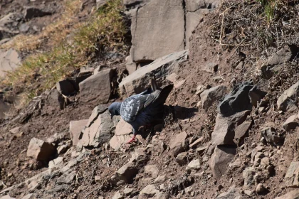 Rocky Terrain Pigeon Habitat