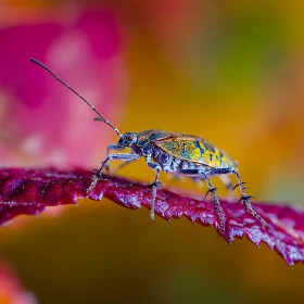 Vivid Beetle Perched on Leaf