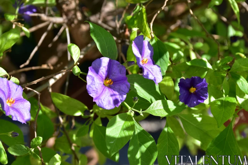 Purple Blooms with Green Leaves Free Stock Photo