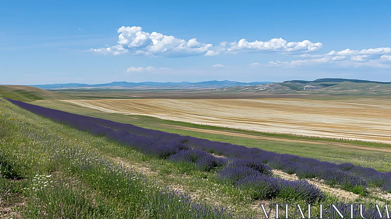 Lavender Field in Rolling Hills Landscape AI Image