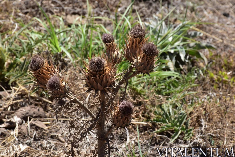 Sunlit Dried Thistle Plants Free Stock Photo