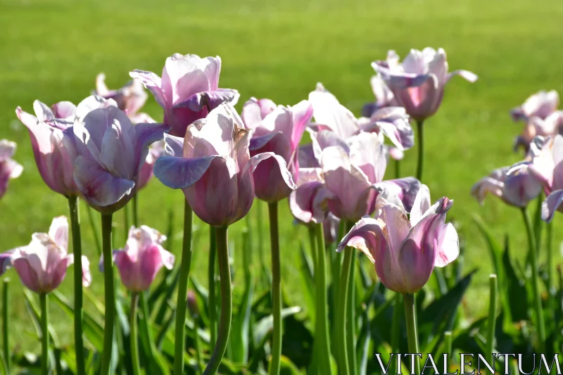 Sunlit Pink Tulips in Nature Free Stock Photo