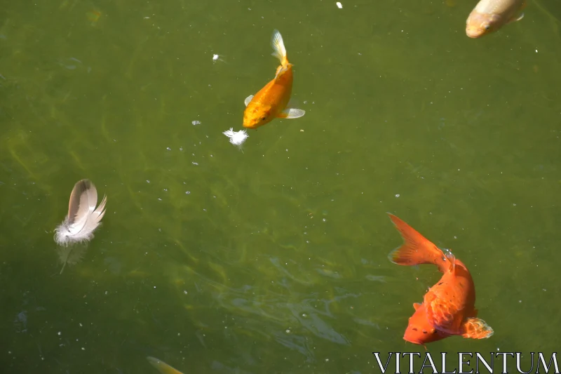 Peaceful Koi and Feather Pond Scene Free Stock Photo