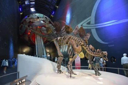 Dinosaur Skeleton in Museum Hall