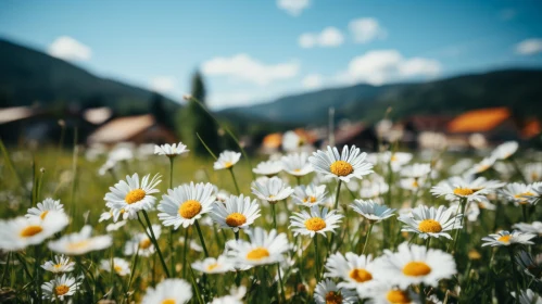 Serene White Daisy Field with Majestic Mountain Views