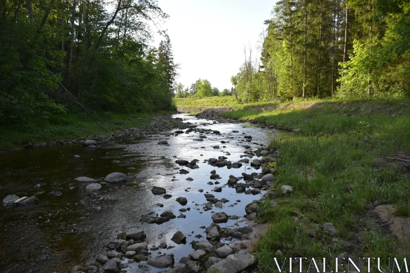 Serene Stream in Nature Free Stock Photo