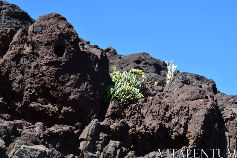 PHOTO Desolate Volcanic Rocks Adorned with Resilient Plants