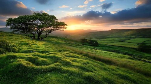 Lone Tree at Sunset