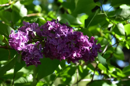 Lilac Flowers Among Green Leaves