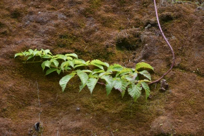 Vibrant Vine on Earthy Moss Texture