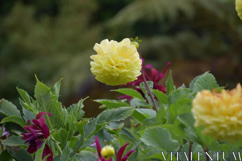 PHOTO Blooming Yellow Dahlia with Greenery