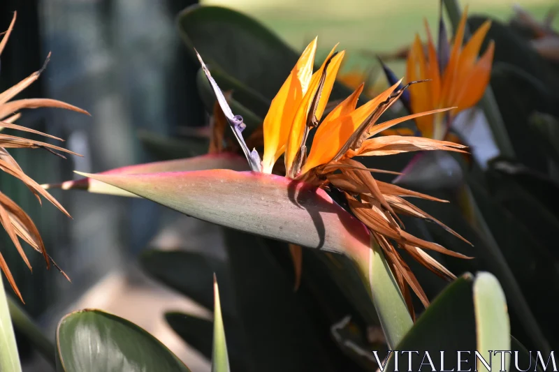 Exotic Bloom of Bird of Paradise Free Stock Photo