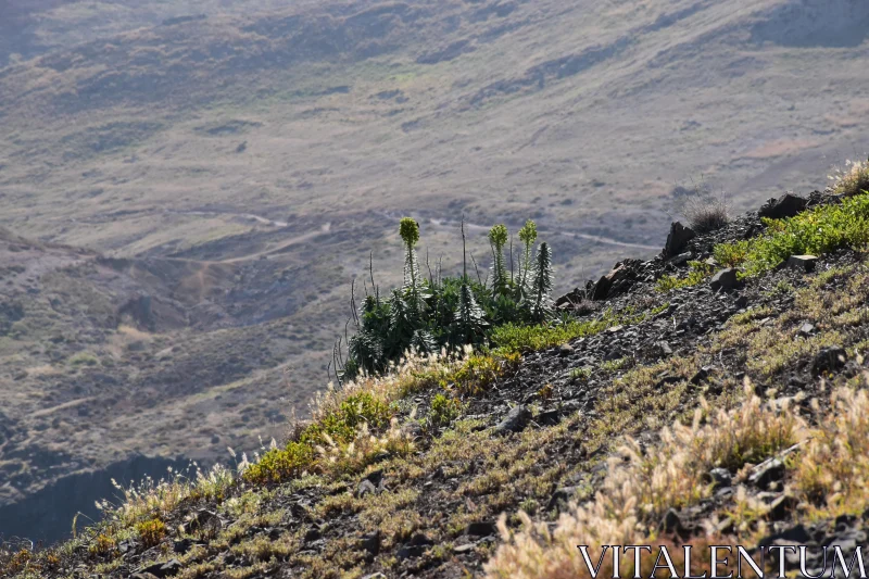 PHOTO Rocky Hillside with Sparse Vegetation