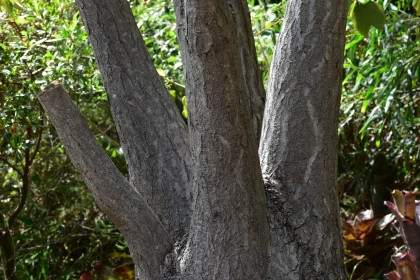 Close-Up of a Tree Trunk with Detailed Bark