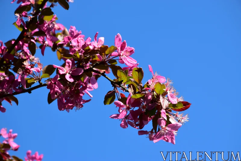 Cherry Blossoms in Springtime Contrast Free Stock Photo