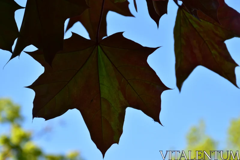 PHOTO Leaf Silhouettes in Autumn