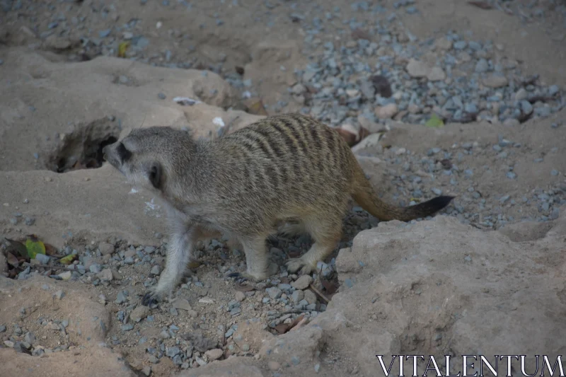 PHOTO Meerkat on Rocky Terrain