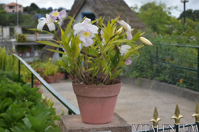 PHOTO Orchids in Bloom