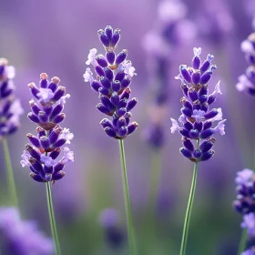 Detailed View of Blooming Lavender Blossoms