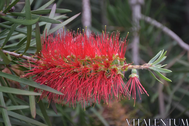 PHOTO Vivid Red Bottlebrush Bloom