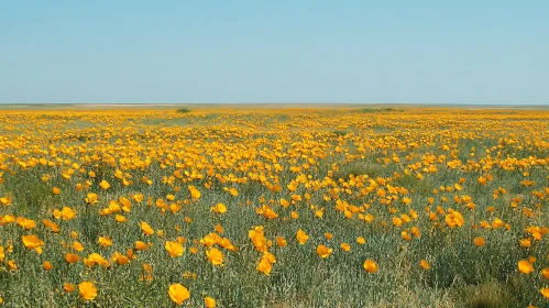 Endless Bloom: A Floral Meadow