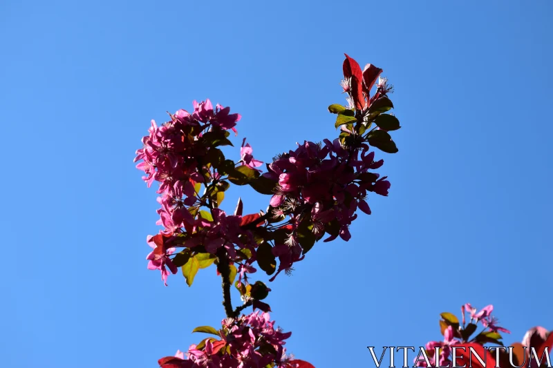 Pink Blossoms Under Clear Blue Sky Free Stock Photo