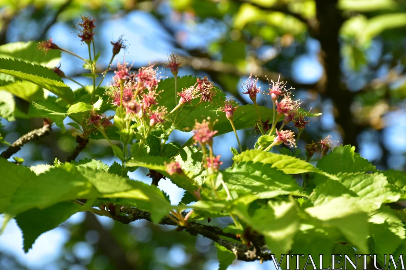 Bright Leaves and Flowers in Sunlit Forest Free Stock Photo