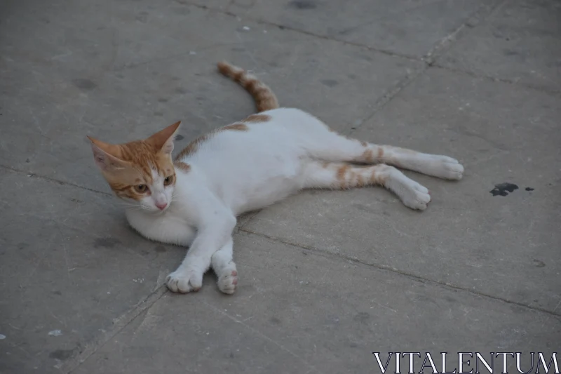 Tranquil Feline on Stone Surface in Cyprus Free Stock Photo