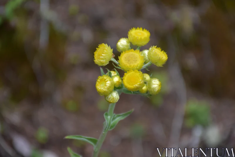 Yellow Floral Macro Photography Free Stock Photo