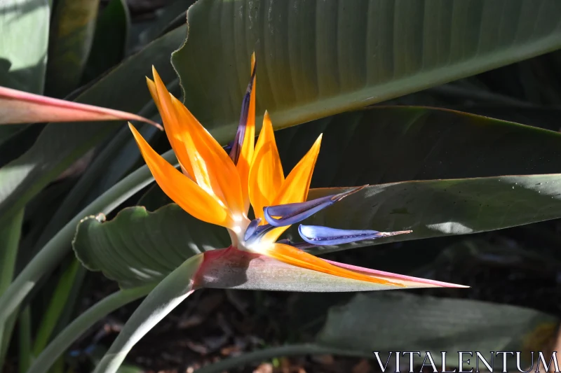 PHOTO Vibrant Bird of Paradise in Garden