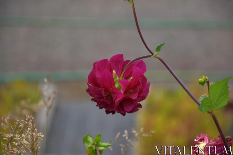 PHOTO Magenta Dahlia Blooming in Garden