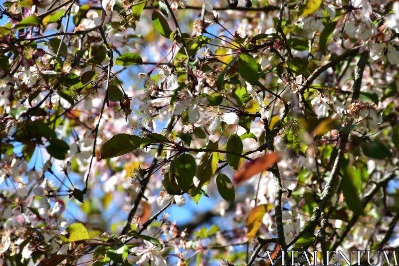 Springtime Blossoms Dance in Light Free Stock Photo